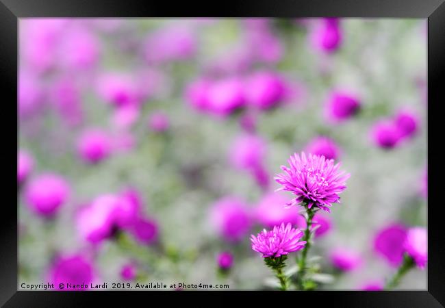 Wildwood Flower Framed Print by DiFigiano Photography