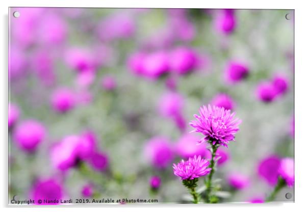 Wildwood Flower Acrylic by DiFigiano Photography