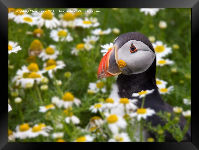 Flowery Puffin Framed Print by Clive Rees