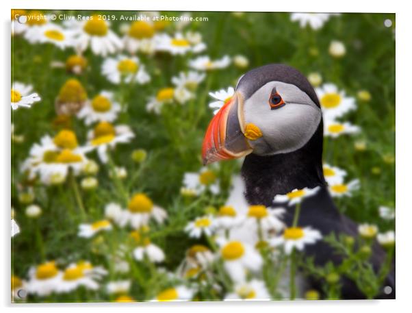 Flowery Puffin Acrylic by Clive Rees