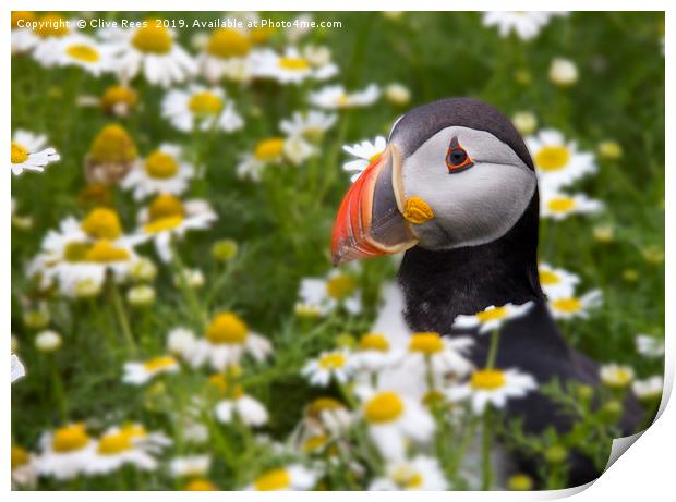 Flowery Puffin Print by Clive Rees