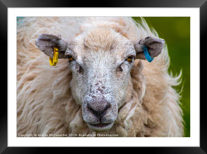 What ewe looking at.....? Framed Mounted Print by Andrew McConochie