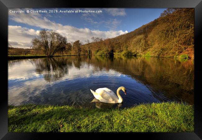 Swan Lake Framed Print by Clive Rees