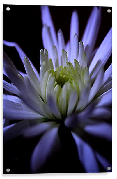chrysanthemum crown Acrylic by Doug McRae