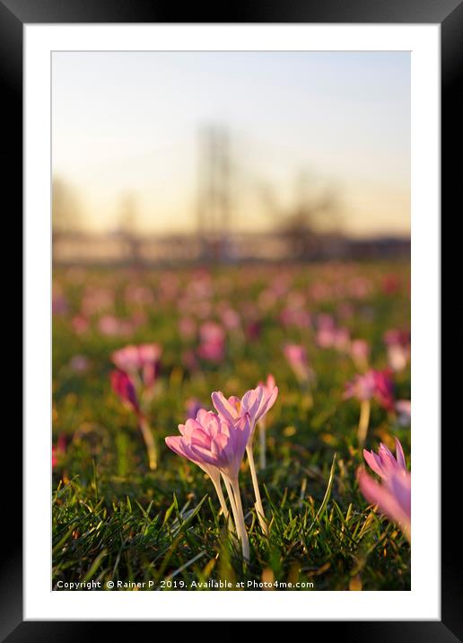 Spring is coming  Framed Mounted Print by Lensw0rld 