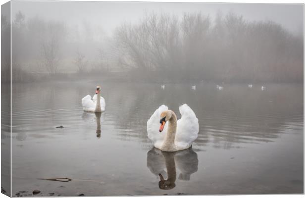 Swans in the Mist Canvas Print by Purple OneTwoEight