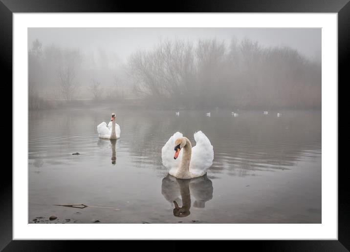 Swans in the Mist Framed Mounted Print by Purple OneTwoEight