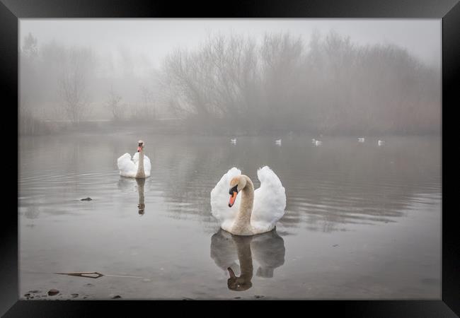 Swans in the Mist Framed Print by Purple OneTwoEight