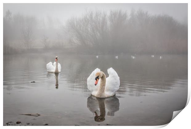 Swans in the Mist Print by Purple OneTwoEight