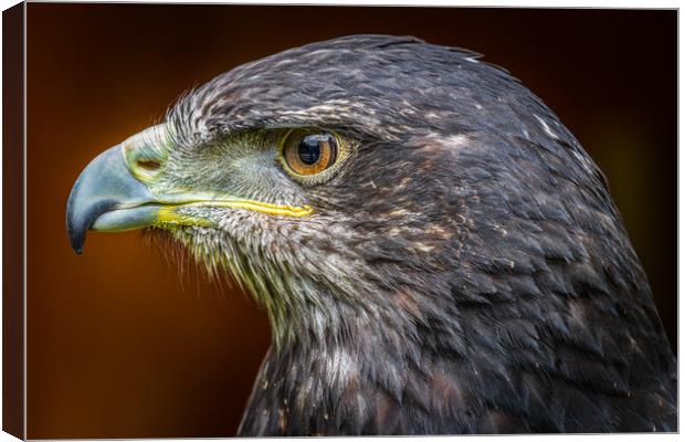 Grey buzzard eagle  Canvas Print by chris smith