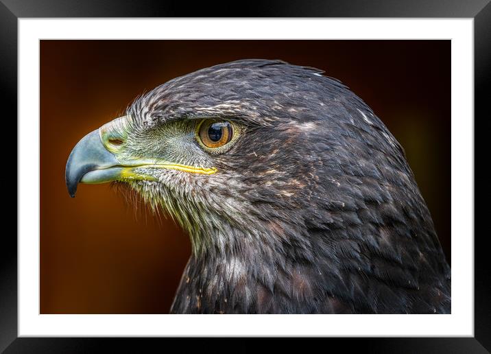 Grey buzzard eagle  Framed Mounted Print by chris smith