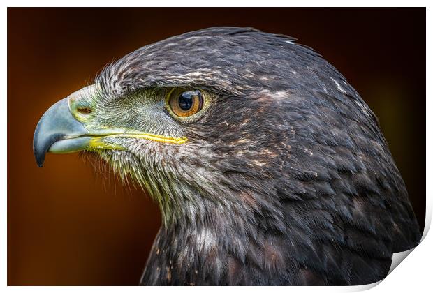 Grey buzzard eagle  Print by chris smith