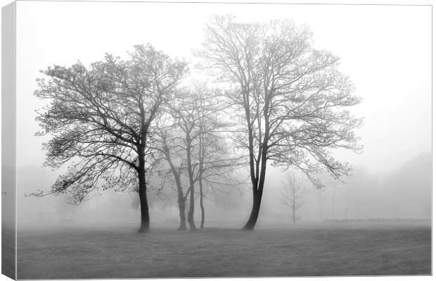 Foggy Trees Canvas Print by Svetlana Sewell