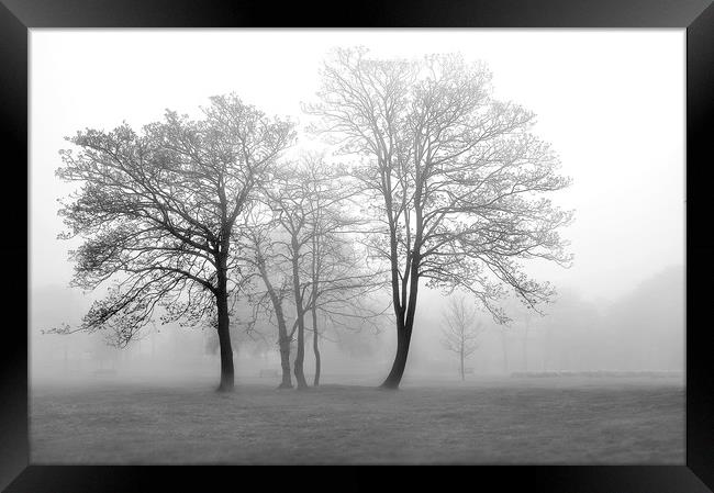 Foggy Trees Framed Print by Svetlana Sewell