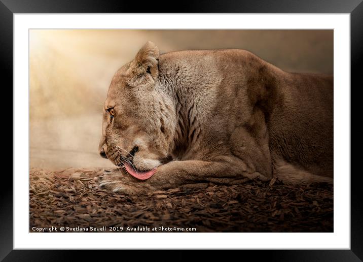 Grooming Time Framed Mounted Print by Svetlana Sewell