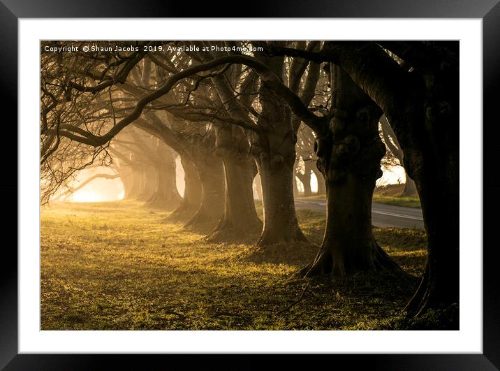 Golden light at Bradbury rings  Framed Mounted Print by Shaun Jacobs