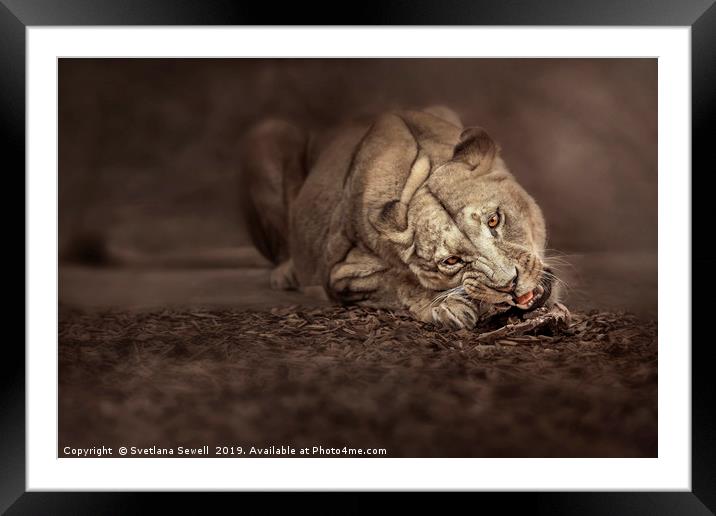 Lioness Framed Mounted Print by Svetlana Sewell