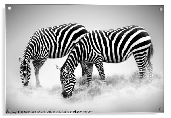 Zebras Acrylic by Svetlana Sewell