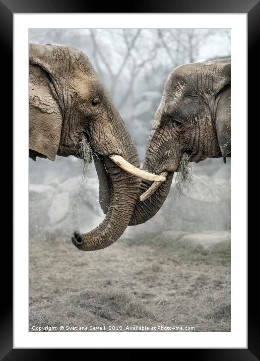 Elephants Framed Mounted Print by Svetlana Sewell