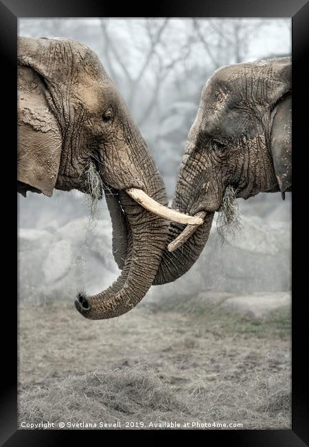 Elephants Framed Print by Svetlana Sewell