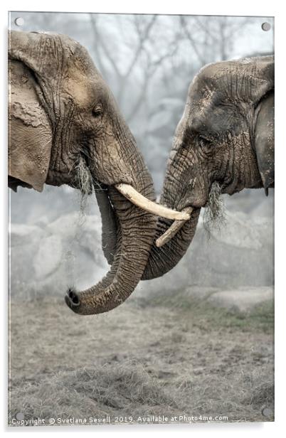Elephants Acrylic by Svetlana Sewell