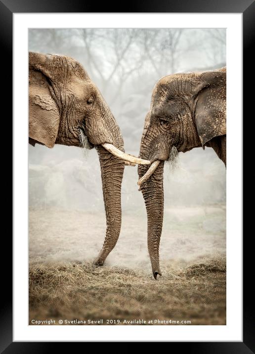 Elephants Love Framed Mounted Print by Svetlana Sewell