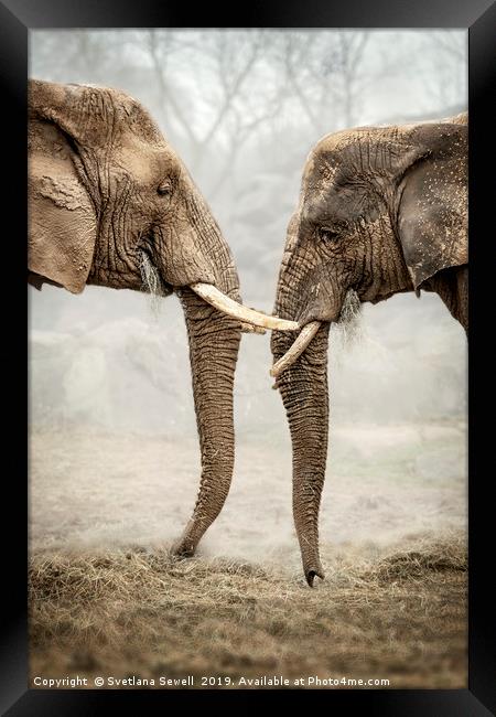 Elephants Love Framed Print by Svetlana Sewell