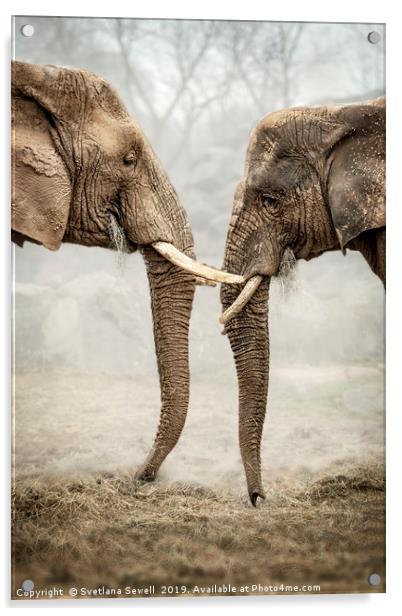 Elephants Love Acrylic by Svetlana Sewell