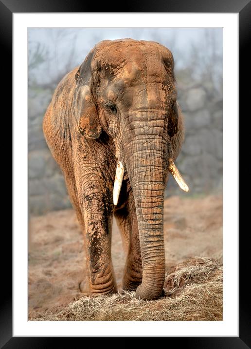 Elephant Framed Mounted Print by Svetlana Sewell