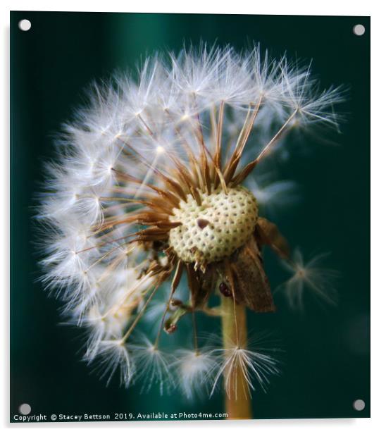             Blown dandelion Acrylic by Stacey Bettson