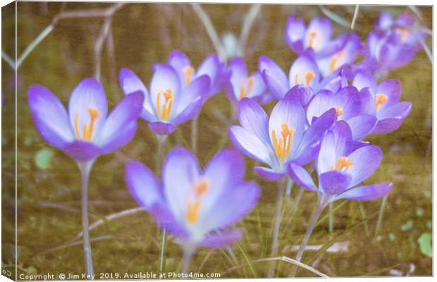Crocuses in Abstract  Canvas Print by Jim Key