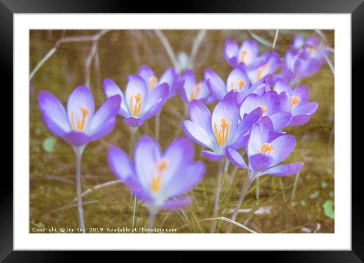 Crocuses in Abstract  Framed Mounted Print by Jim Key