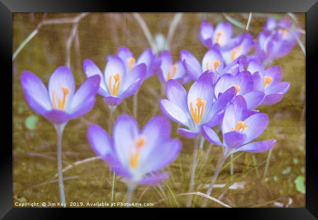 Crocuses in Abstract  Framed Print by Jim Key
