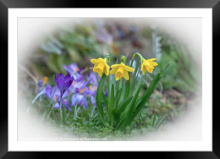 Spring Flowers Close Up Framed Mounted Print by Jim Key