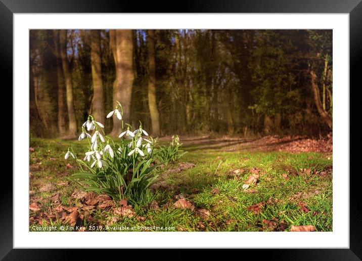 Snowdrops in  Woodland Framed Mounted Print by Jim Key
