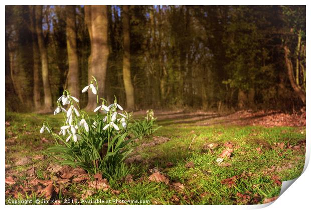 Snowdrops in  Woodland Print by Jim Key