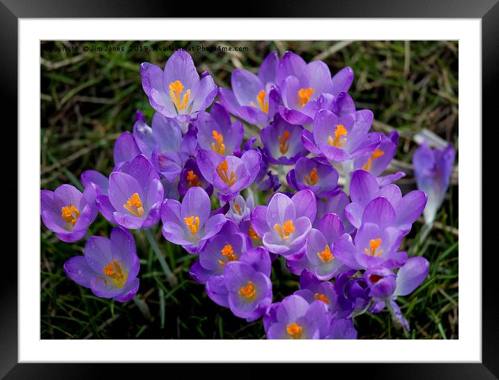 Clump of Wild Crocus Framed Mounted Print by Jim Jones