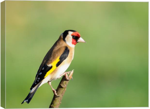Vibrant European Goldfinch Canvas Print by Tommy Dickson