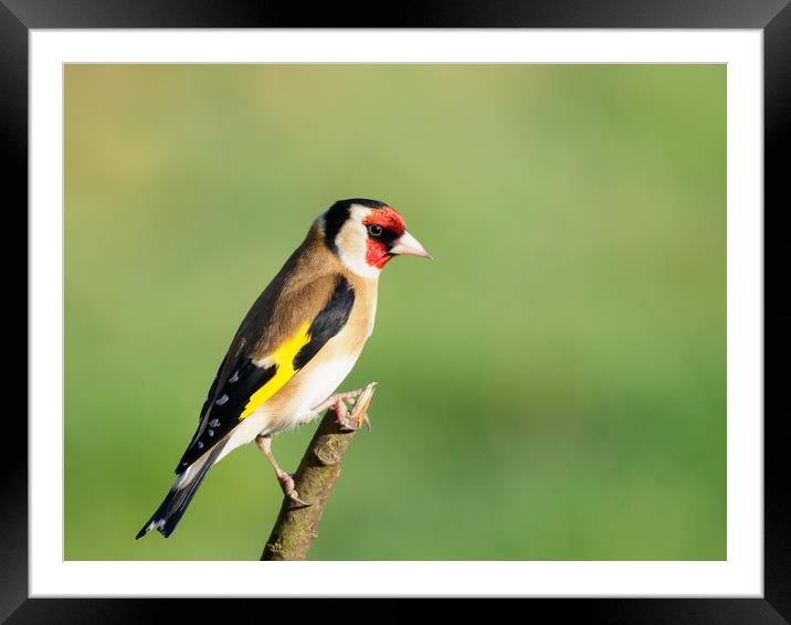Vibrant European Goldfinch Framed Mounted Print by Tommy Dickson