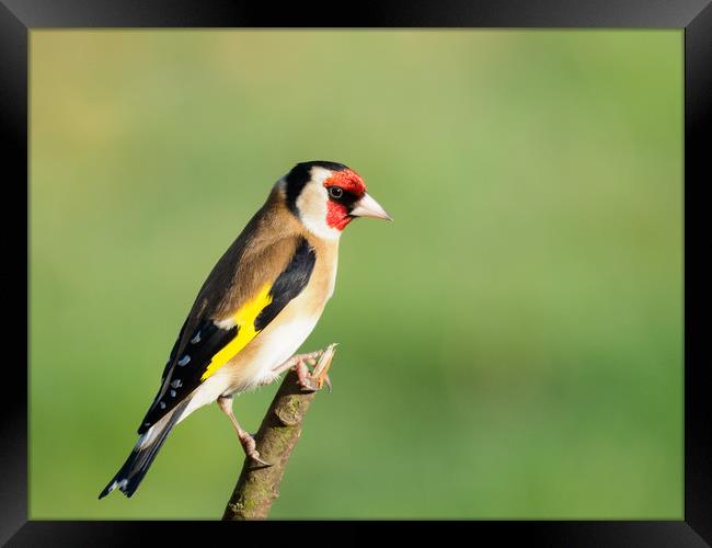 Vibrant European Goldfinch Framed Print by Tommy Dickson