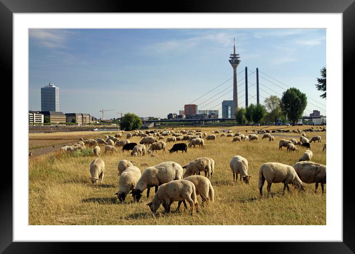 Grazing sheep in Düsseldorf, Germany Framed Mounted Print by Lensw0rld 