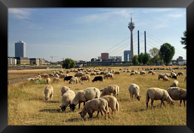 Grazing sheep in Düsseldorf, Germany Framed Print by Lensw0rld 