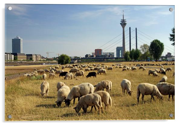 Grazing sheep in Düsseldorf, Germany Acrylic by Lensw0rld 