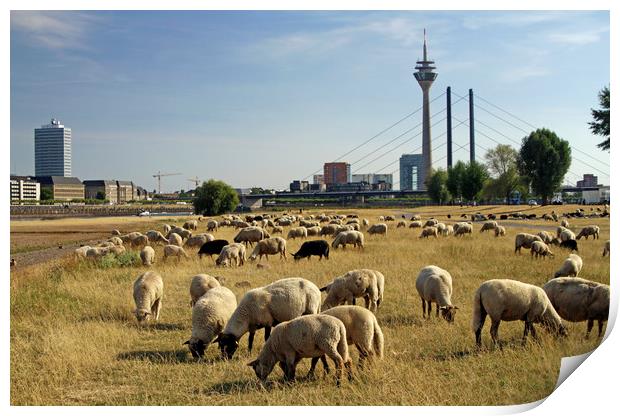 Grazing sheep in Düsseldorf, Germany Print by Lensw0rld 