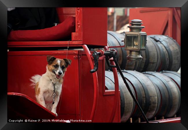 Happy dog in traditional beer truck Framed Print by Lensw0rld 