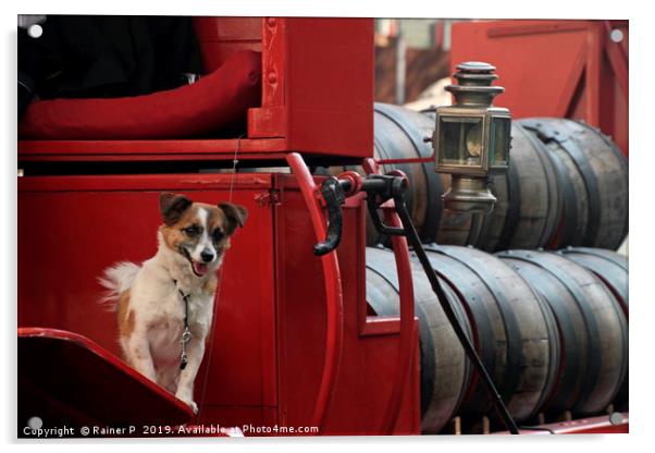 Happy dog in traditional beer truck Acrylic by Lensw0rld 