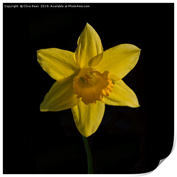 Daffodil Print by Clive Rees