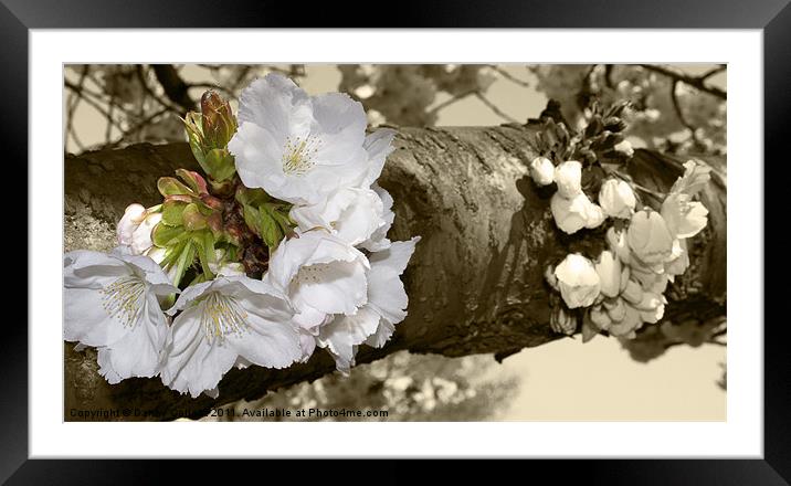 Cherry Blossom in sepia Framed Mounted Print by Danny Callcut