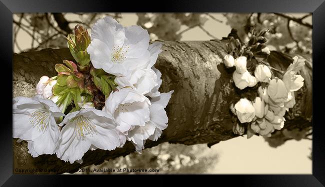 Cherry Blossom in sepia Framed Print by Danny Callcut