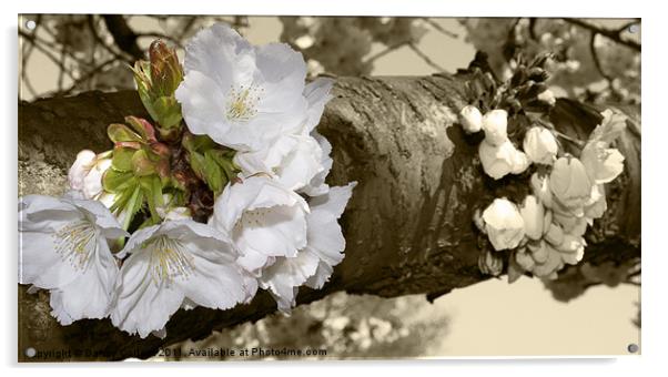 Cherry Blossom in sepia Acrylic by Danny Callcut